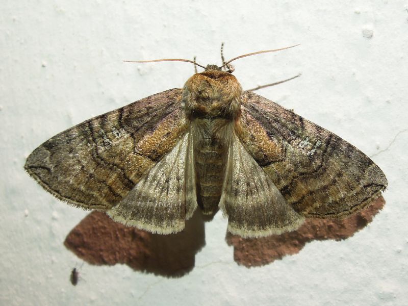 Tethea ocularis (Drepanidae)